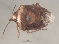 Banasa roosevelti image