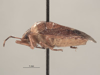 Banasa roosevelti image