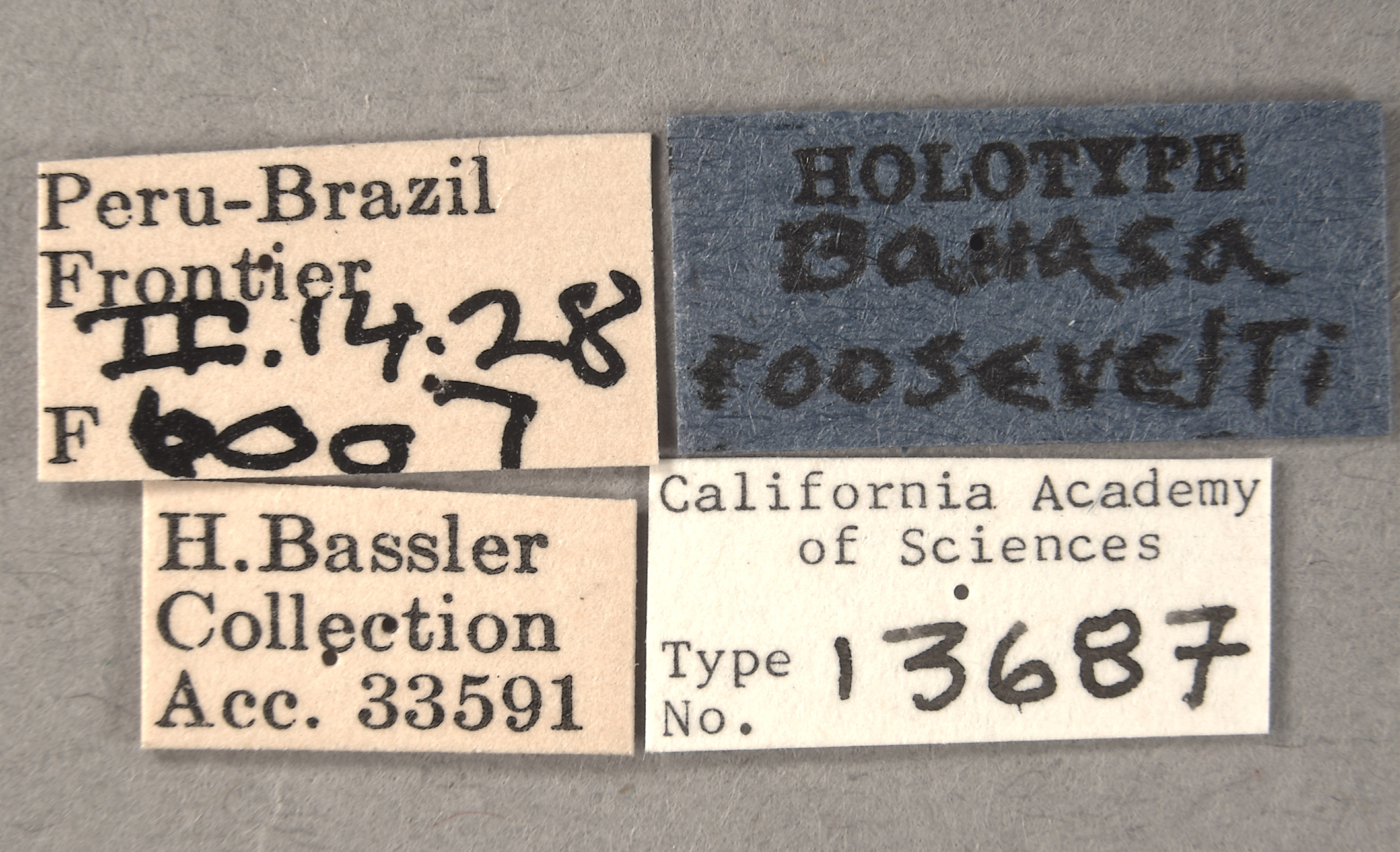 Banasa roosevelti image