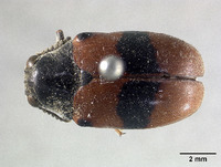 Image of Megalostomis hespenheidi