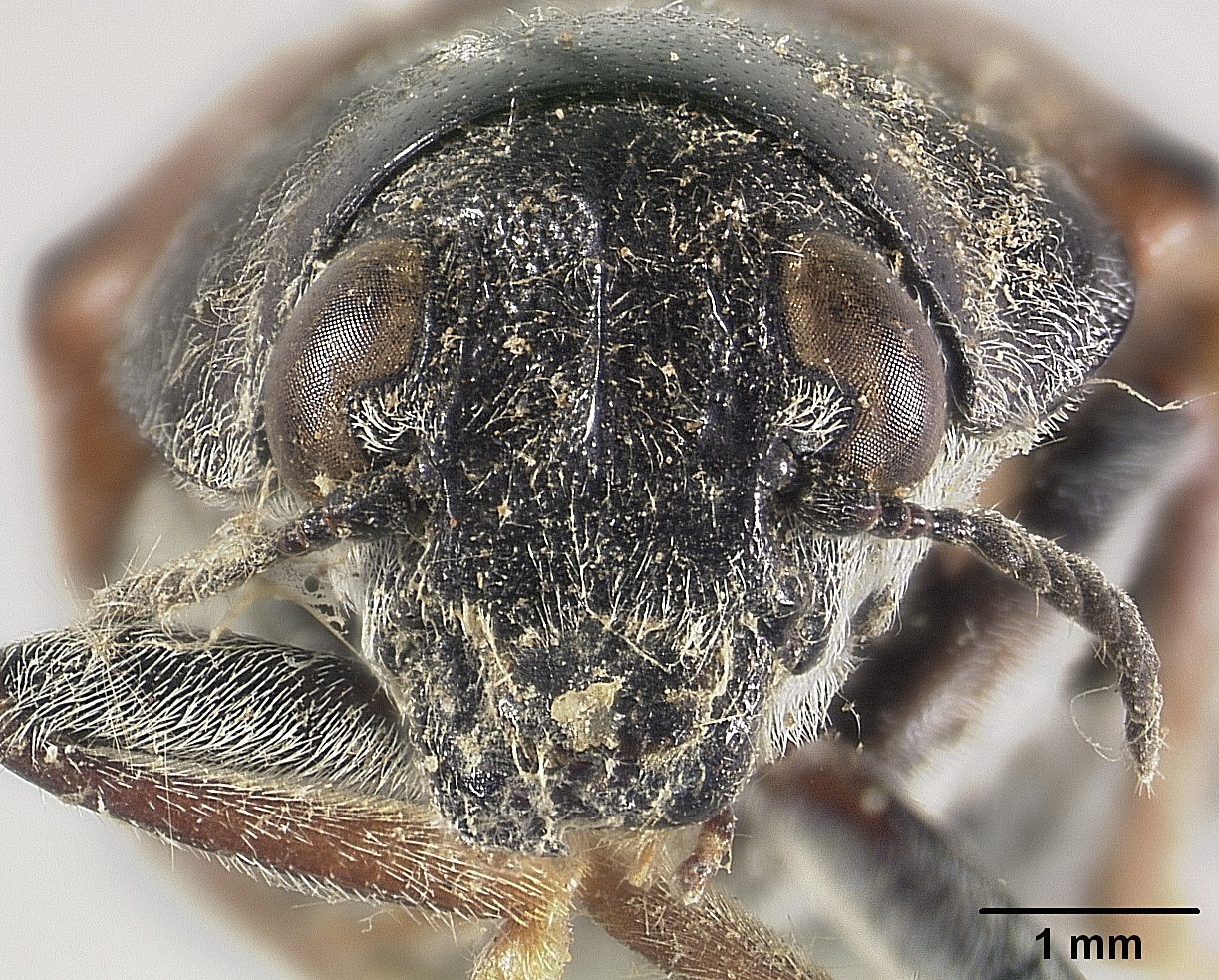 Cryptocephalinae image