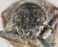 Megalostomis hespenheidi image