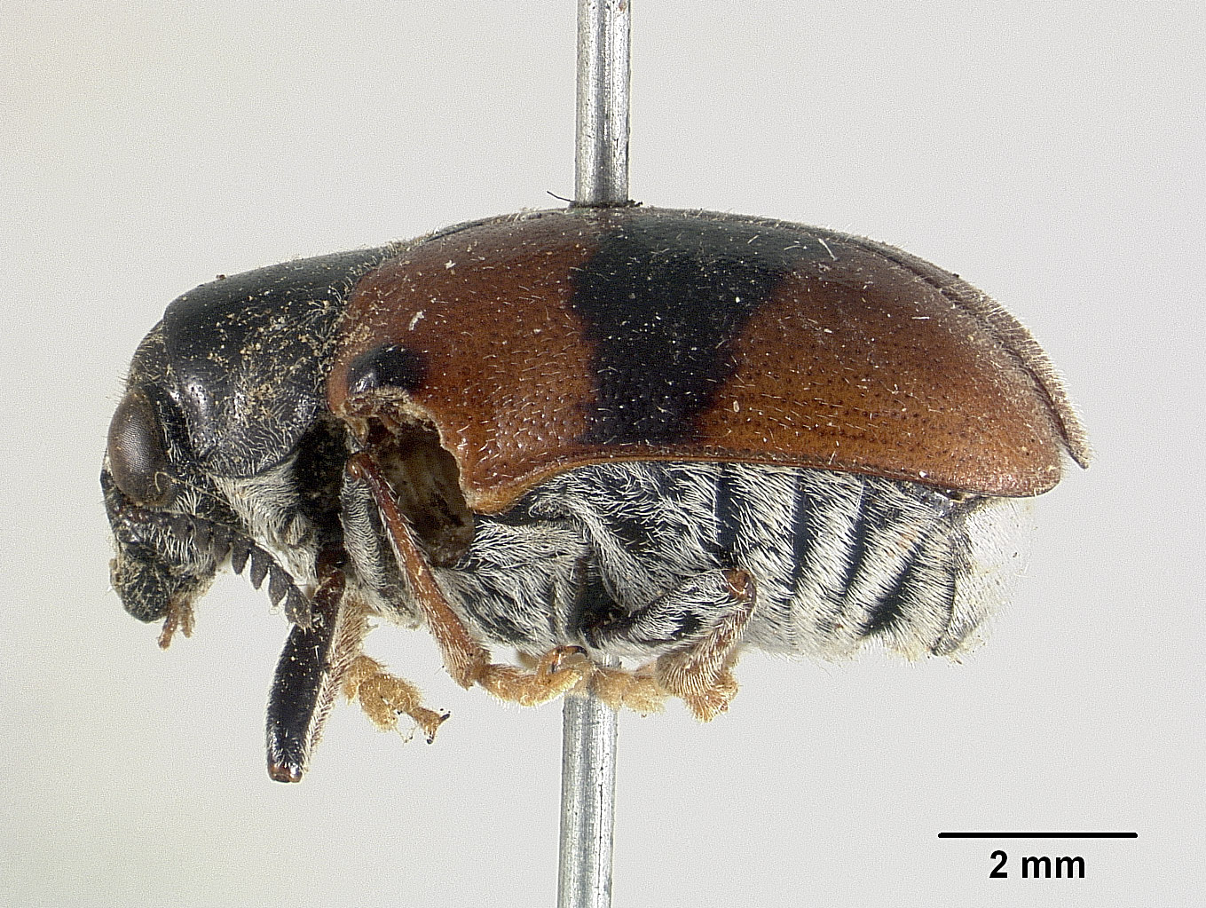 Megalostomis hespenheidi image