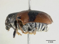 Megalostomis hespenheidi image