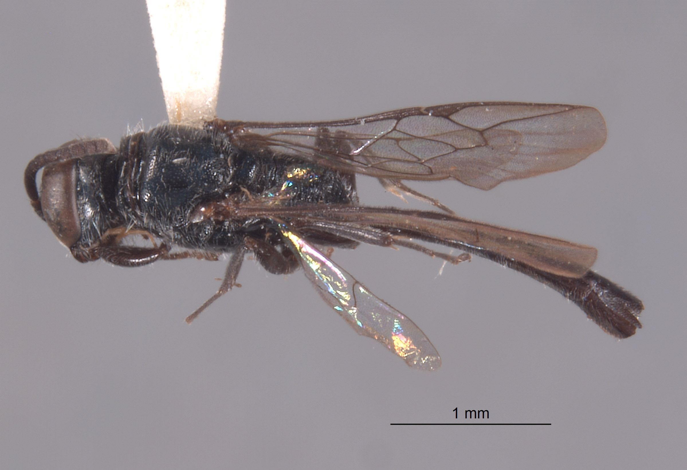 Trypoxylon thaianum image