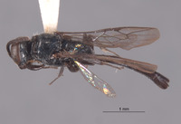 Trypoxylon thaianum ambonense image