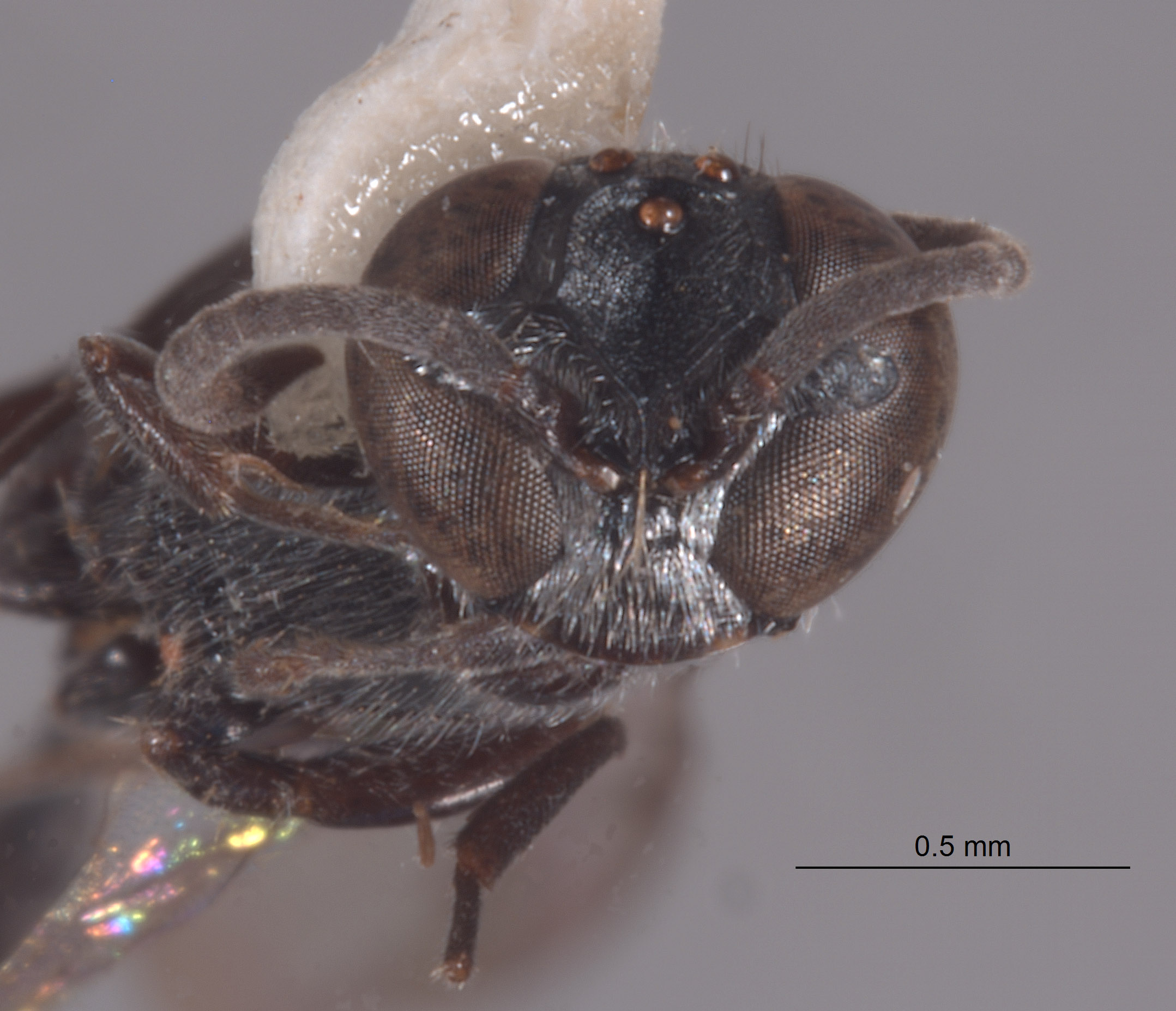 Trypoxylon thaianum ambonense image