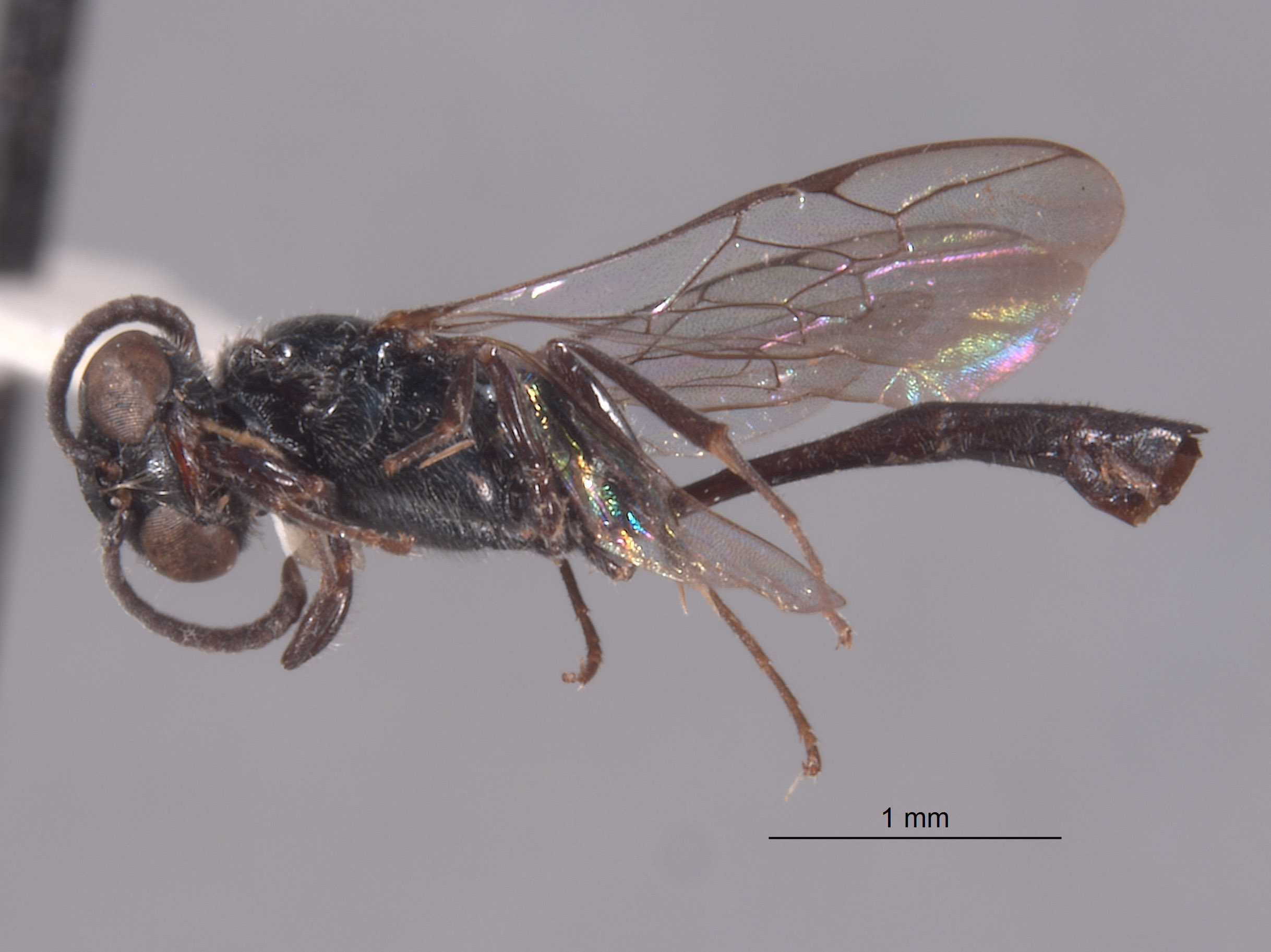 Trypoxylon thaianum ambonense image