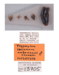 Trypoxylon thaianum ambonense image