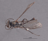 Trypoxylon wegneri image