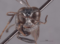 Trypoxylon wegneri image