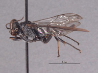 Trypoxylon wegneri image