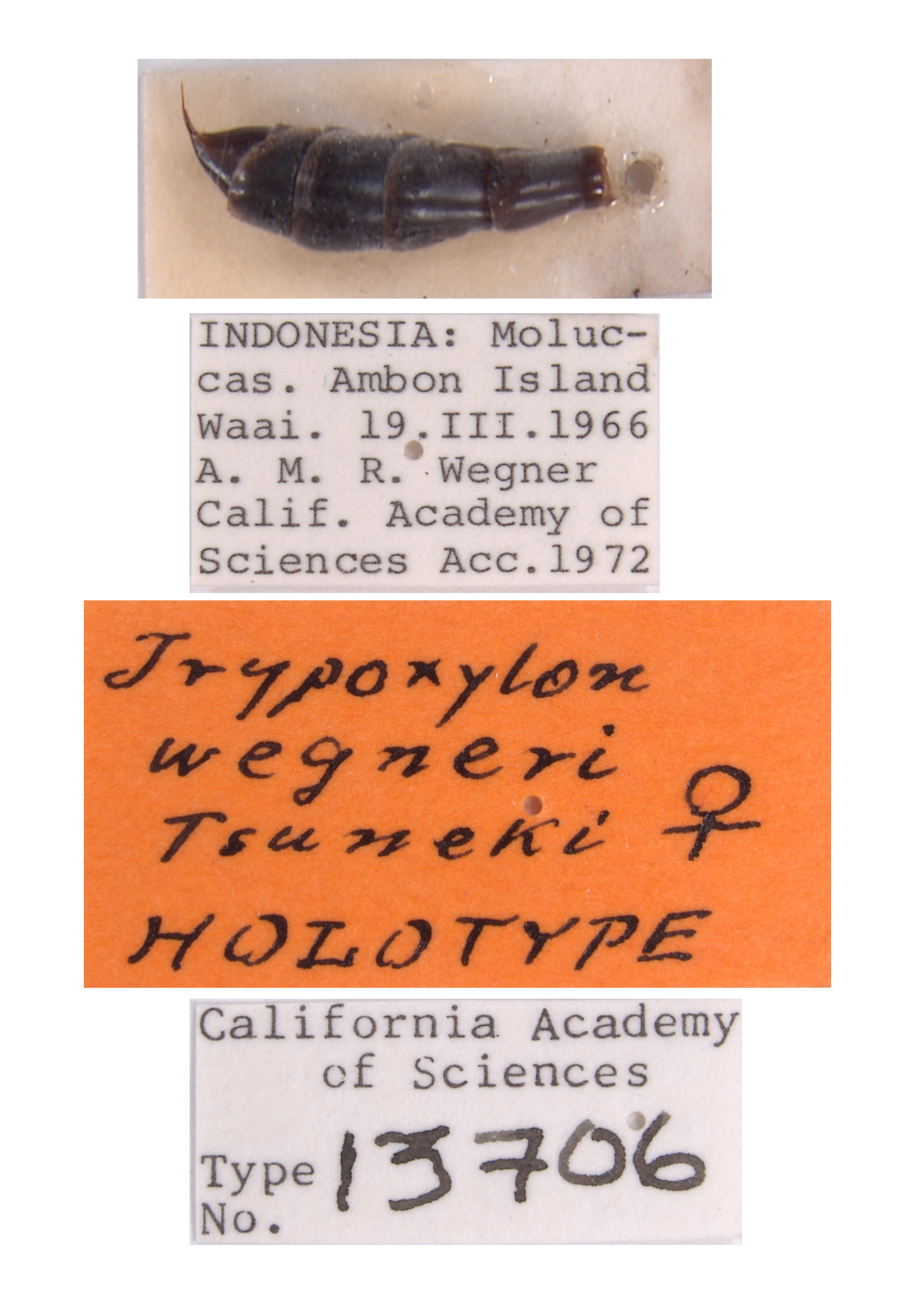 Trypoxylon wegneri image