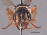 Eucerceris arenaria image