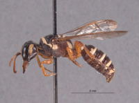 Eucerceris arenaria image