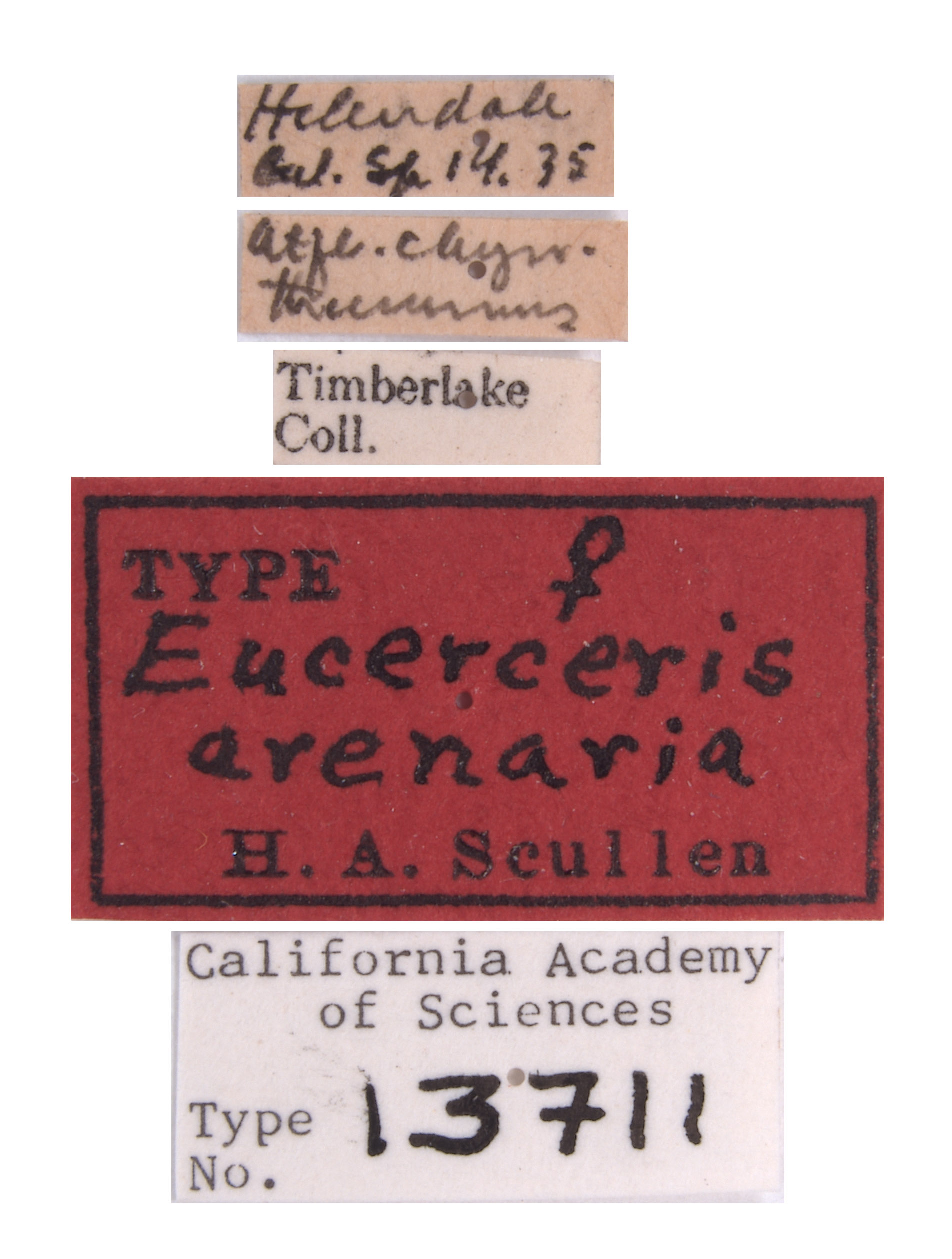 Eucerceris arenaria image