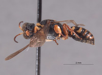 Lestica tobleri image