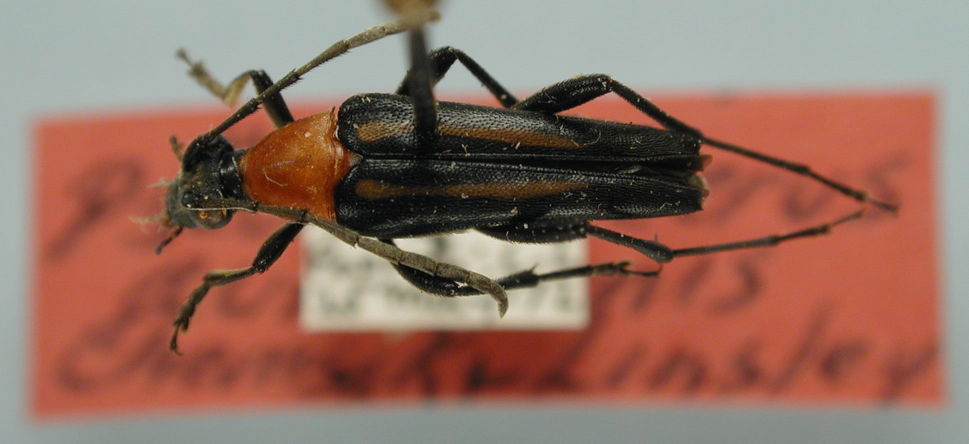 Pseudotypocerus auricornis image