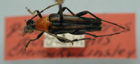 Image of Pseudotypocerus auricornis