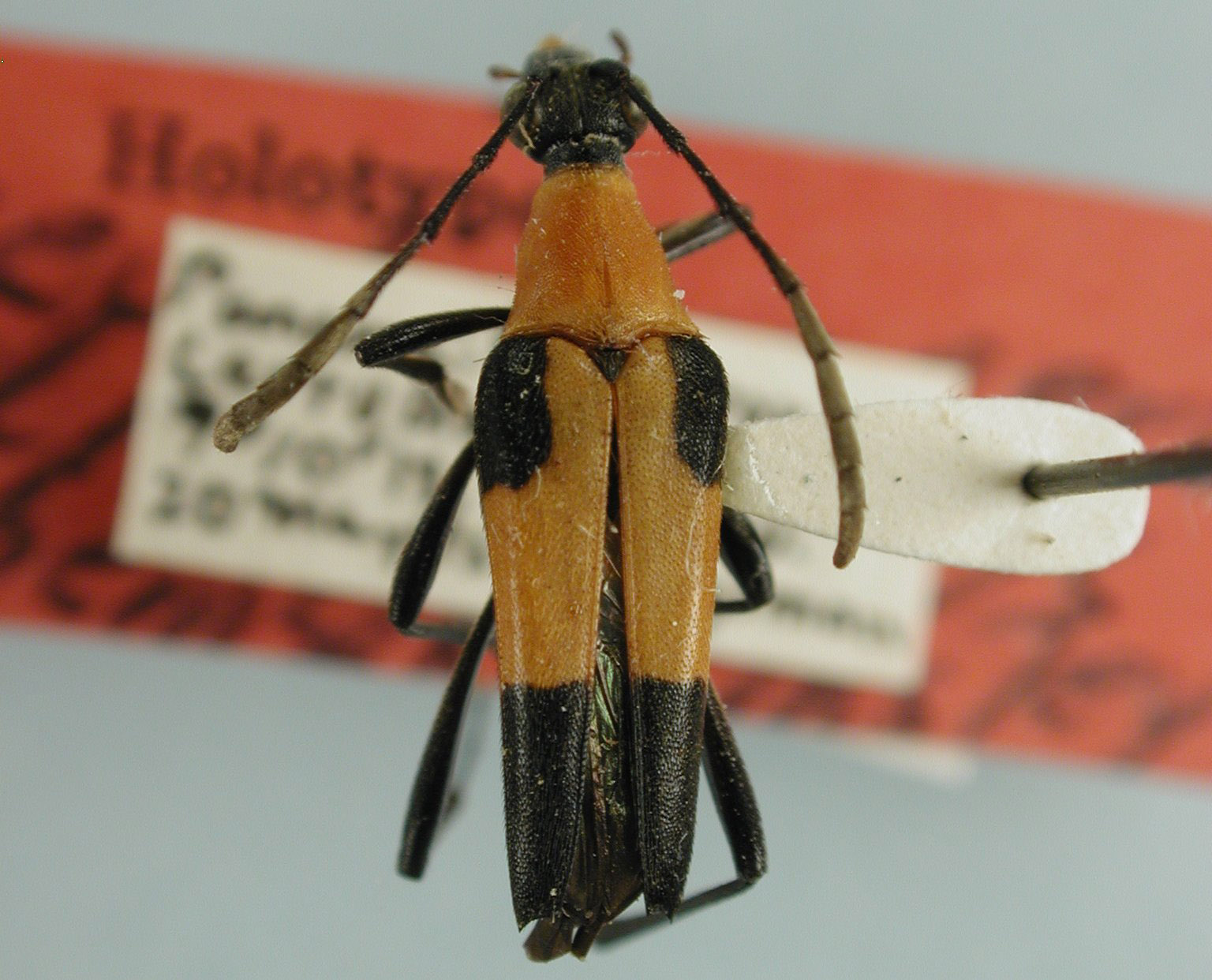 Pseudotypocerus image