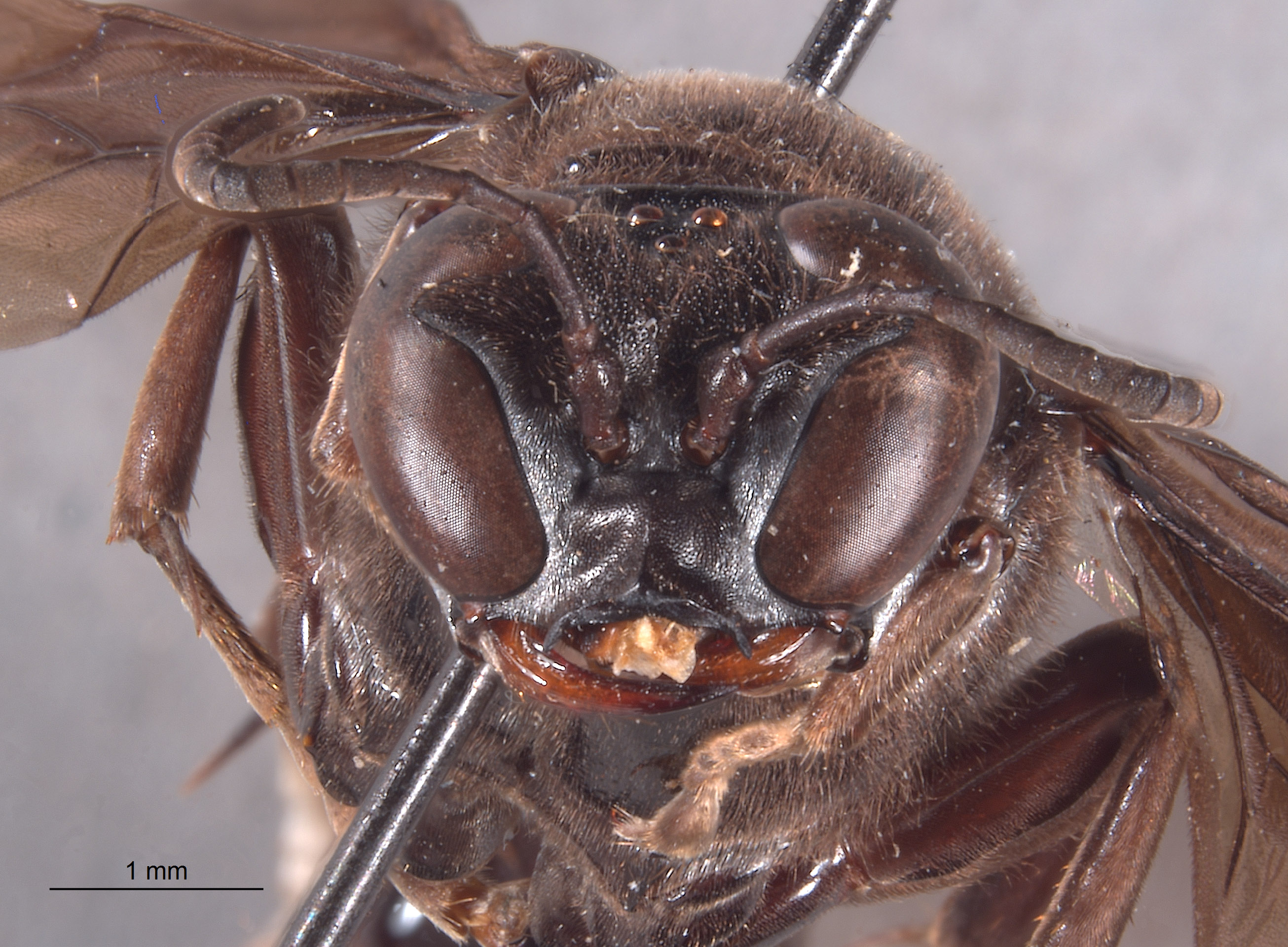 Trypoxylon giganteum image