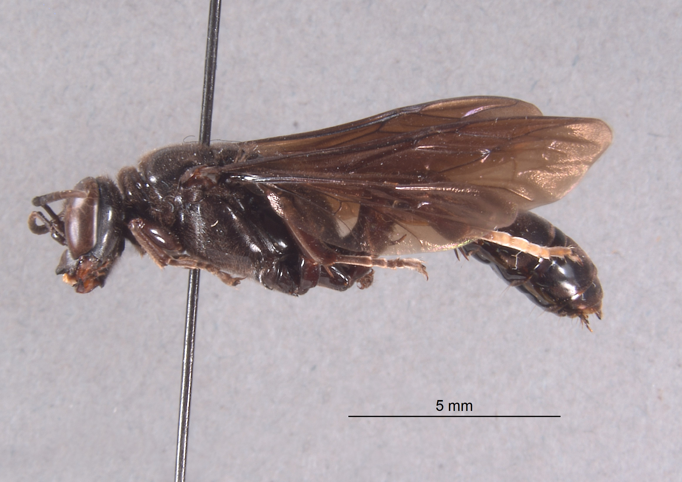 Trypoxylon giganteum image