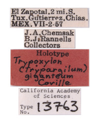 Trypoxylon image