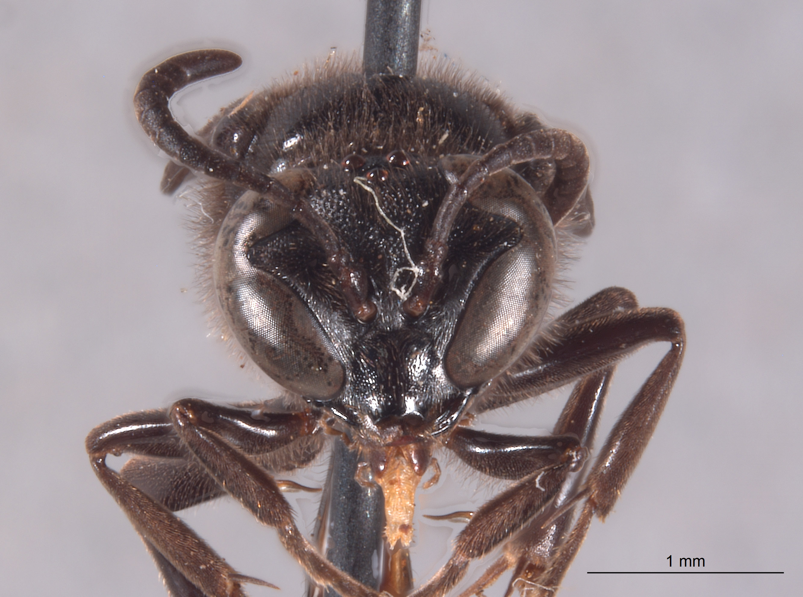 Trypoxylon monteverdeae image