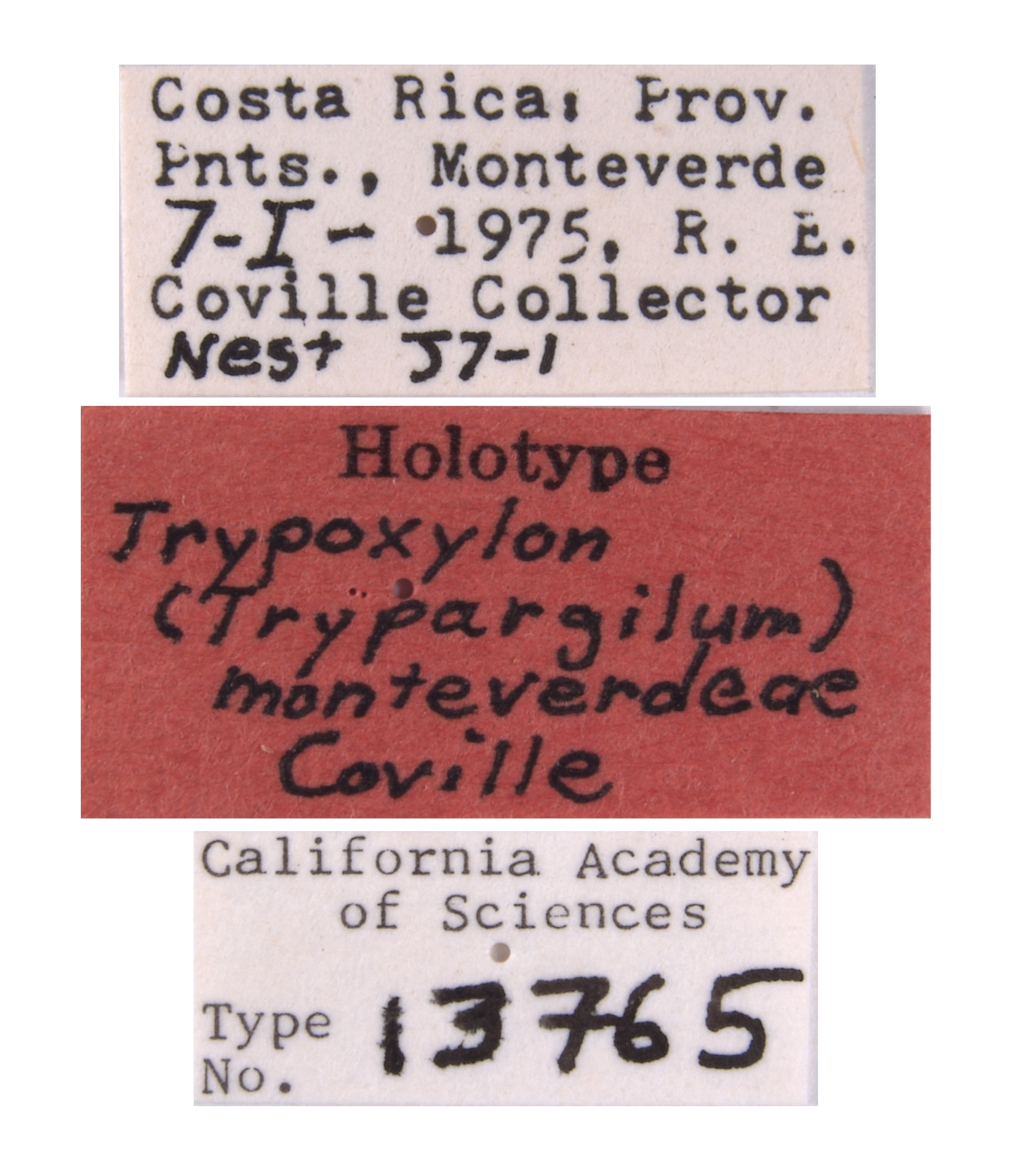 Trypoxylon monteverdeae image