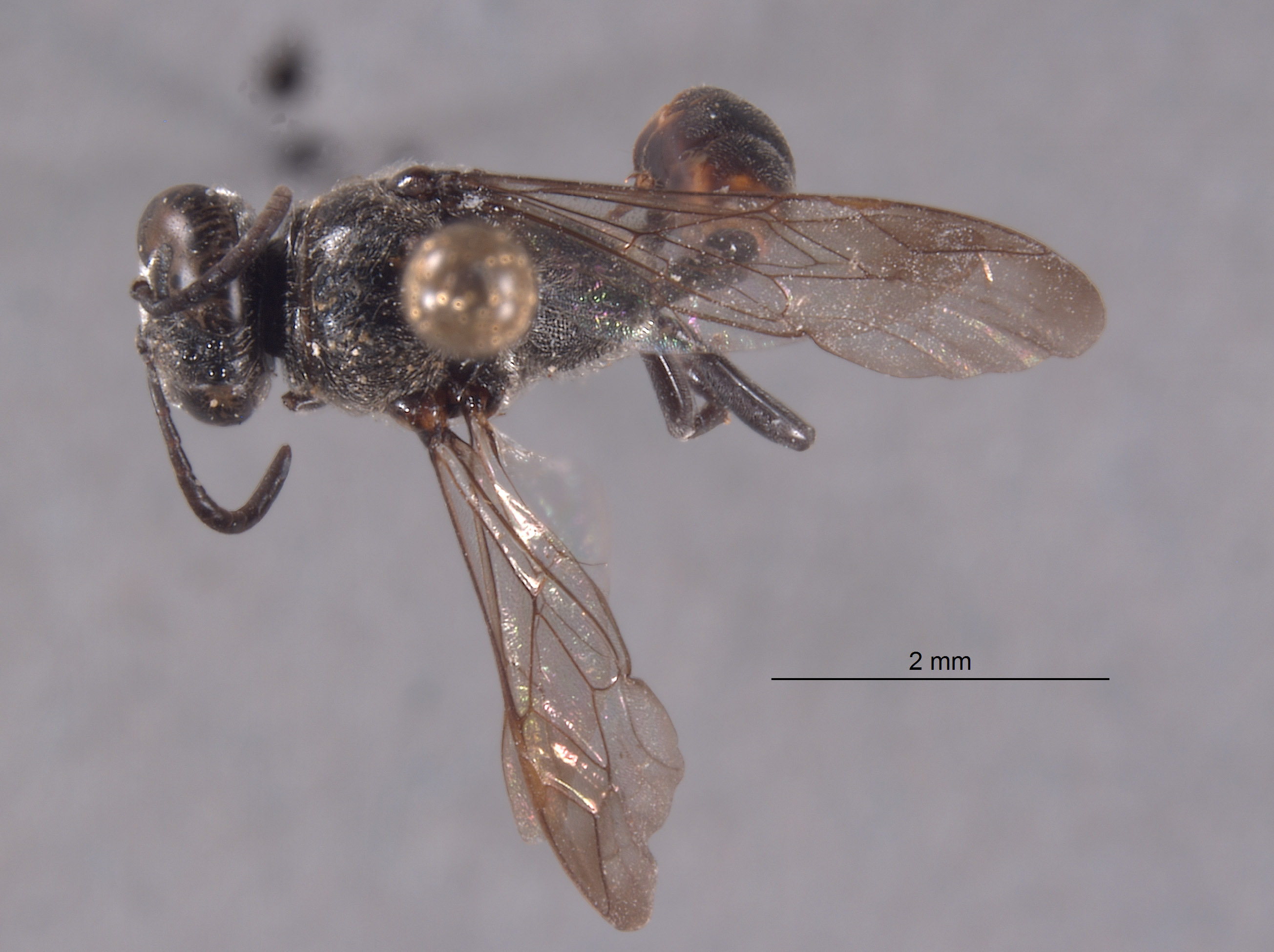 Trypoxylon occidentalis image