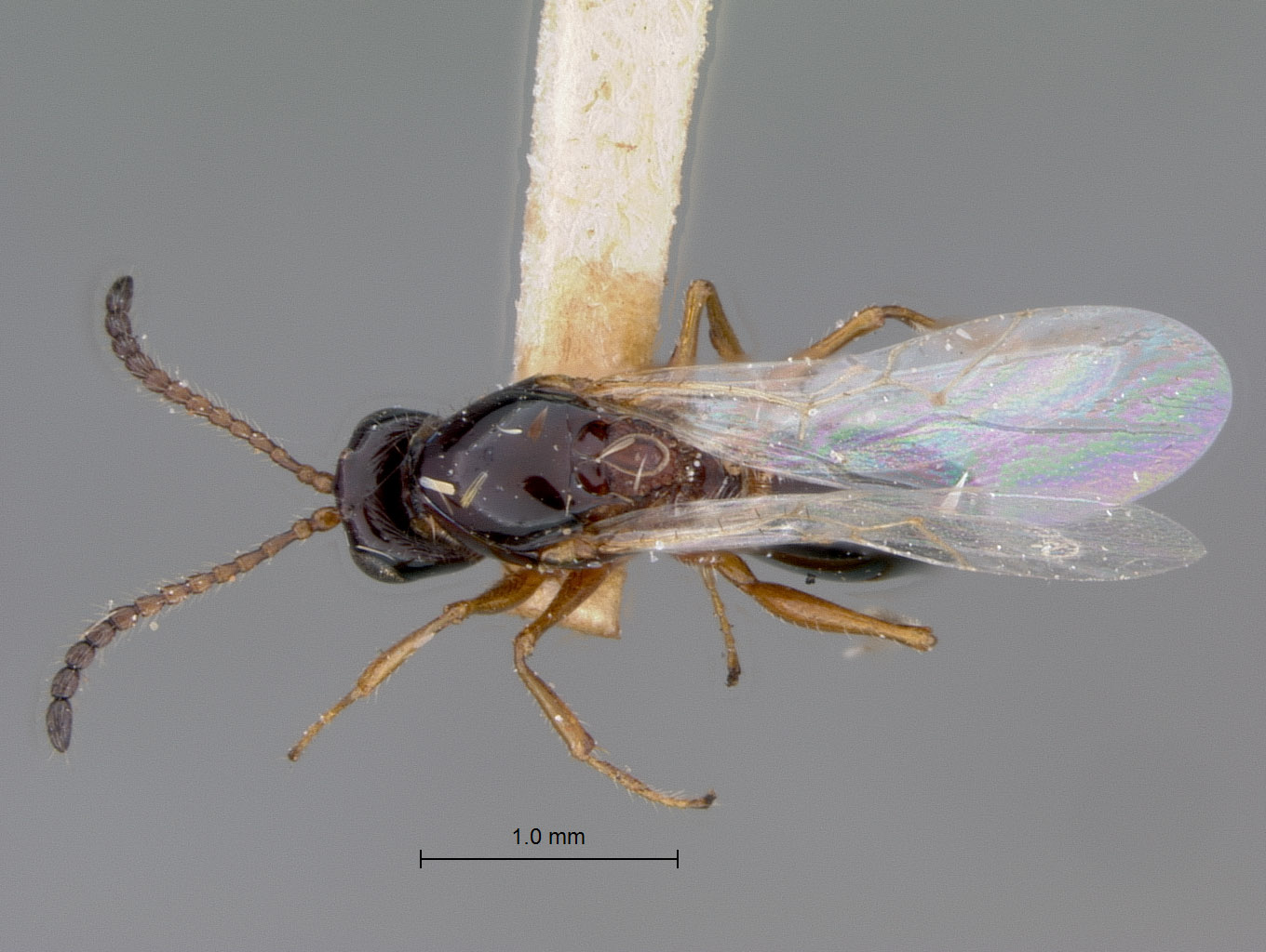 Psilodora paraensis image