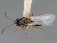 Psilodora paraensis image