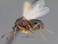 Psilodora paraensis image