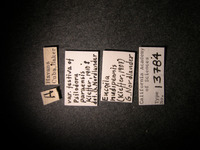 Psilodora paraensis image