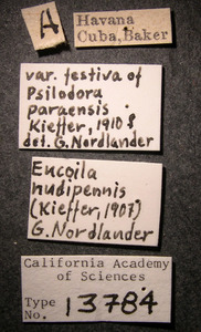 Psilodora paraensis image