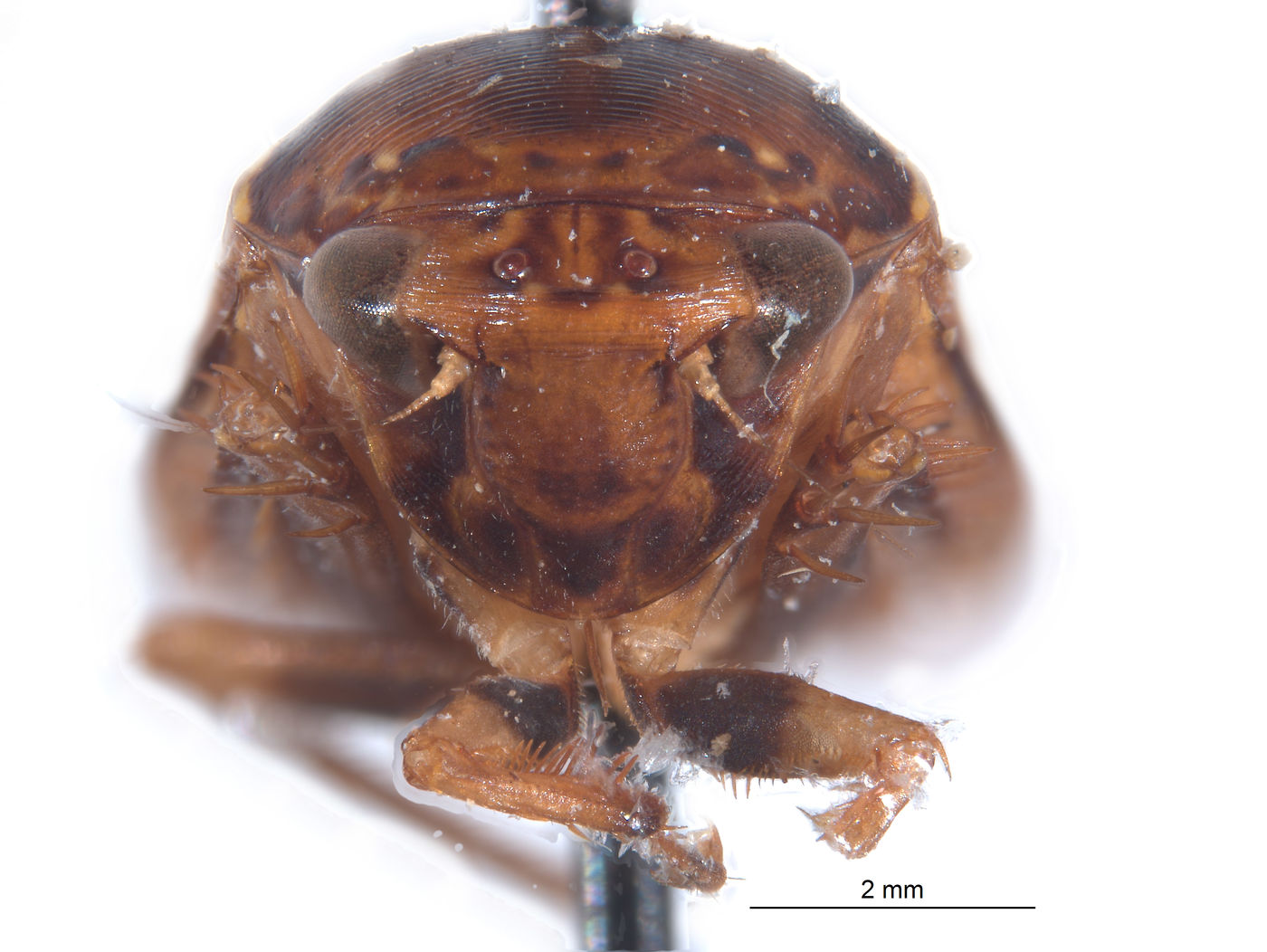 Curtara cangana image