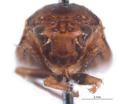 Curtara cangana image