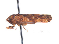 Curtara cangana image