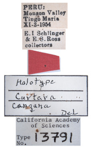 Curtara cangana image