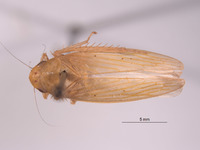 Gypona fulvanota image