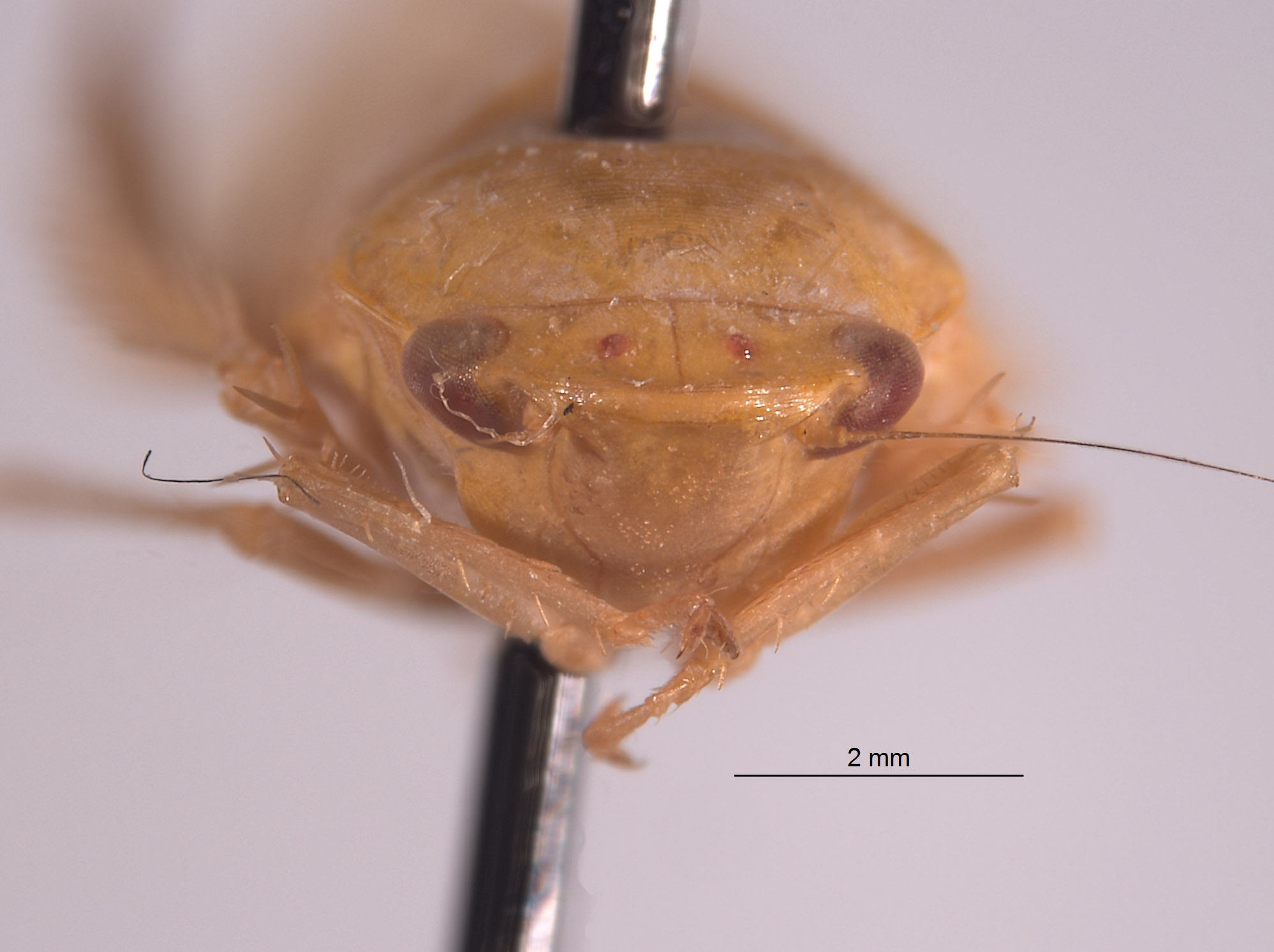 Gypona fulvanota image