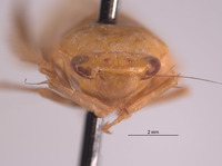 Gypona fulvanota image