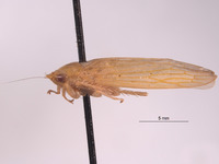 Gypona fulvanota image
