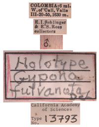 Gypona fulvanota image