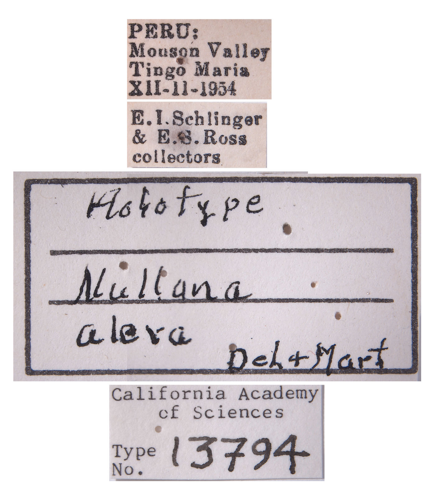 Nullana alera image