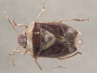 Banasa casterlini image