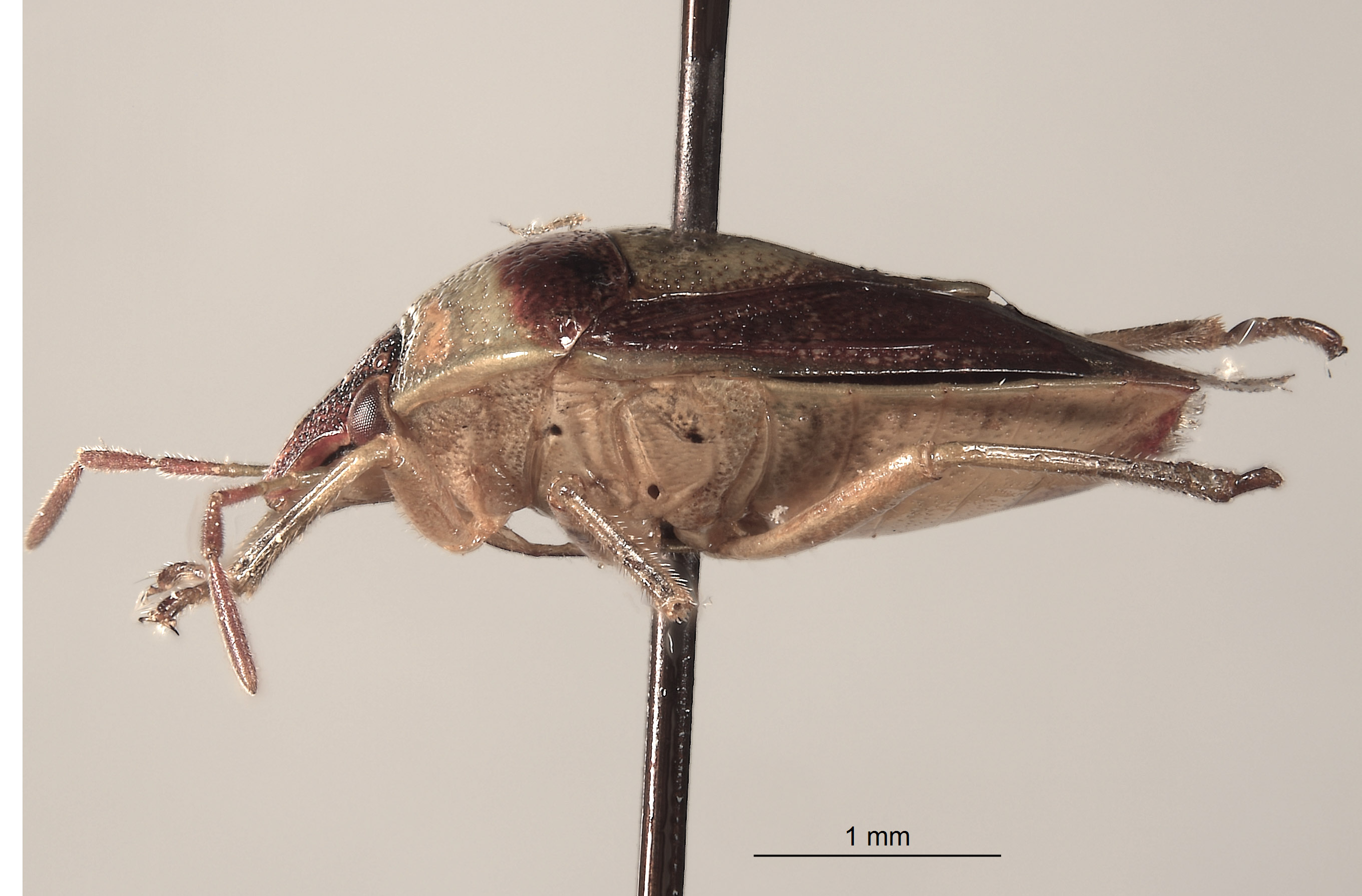 Banasa casterlini image