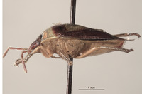 Banasa casterlini image