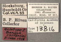 Banasa casterlini image