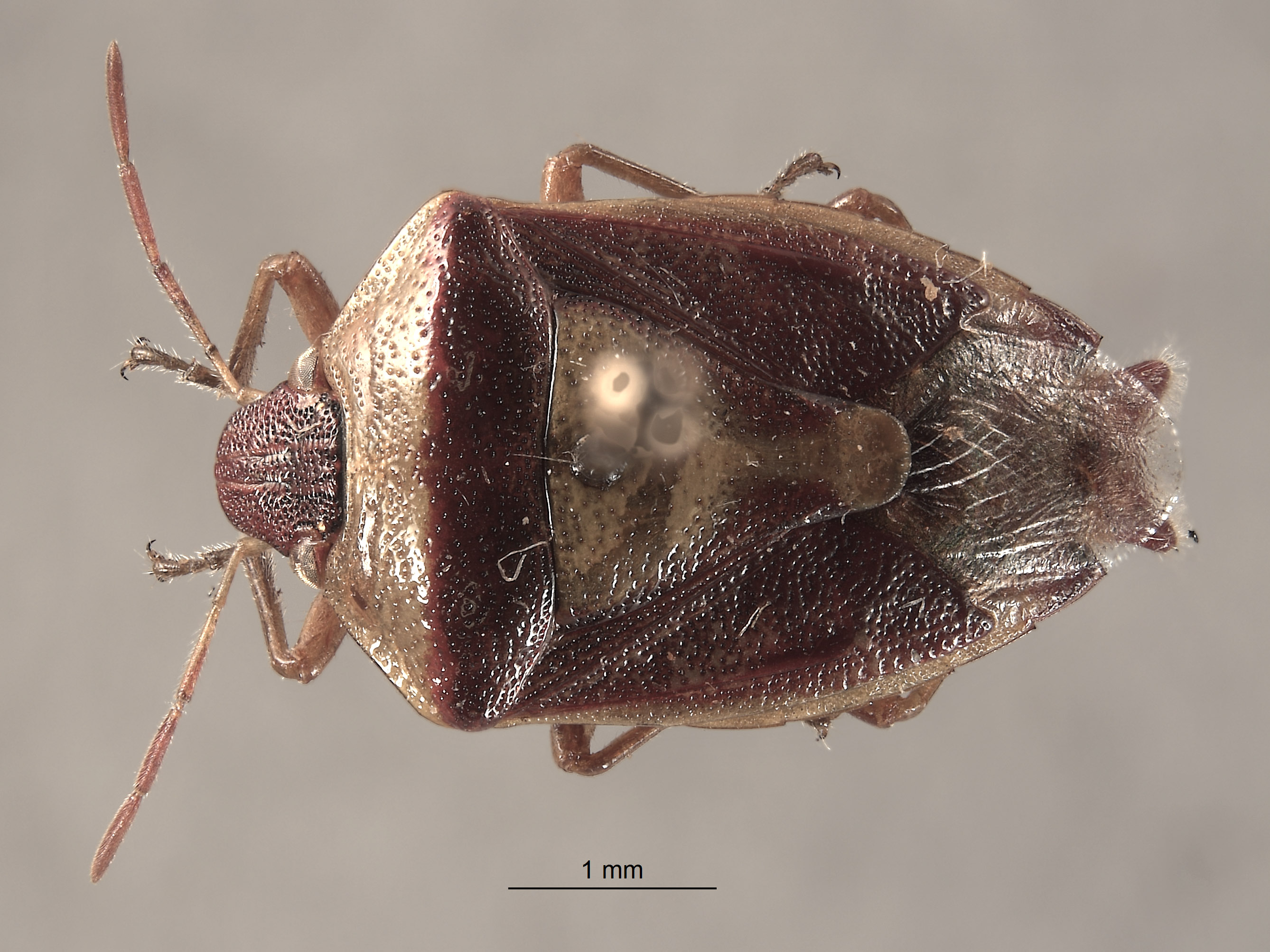 Banasa samarana image